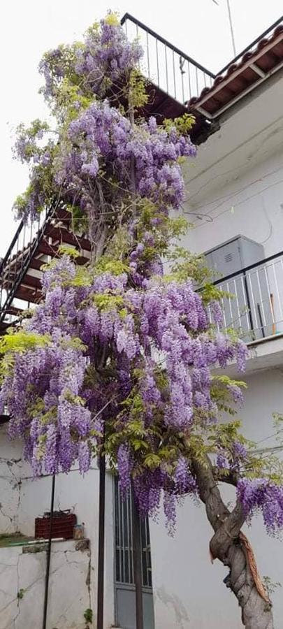 Вилла Vacation House Dionysia Эйон Экстерьер фото